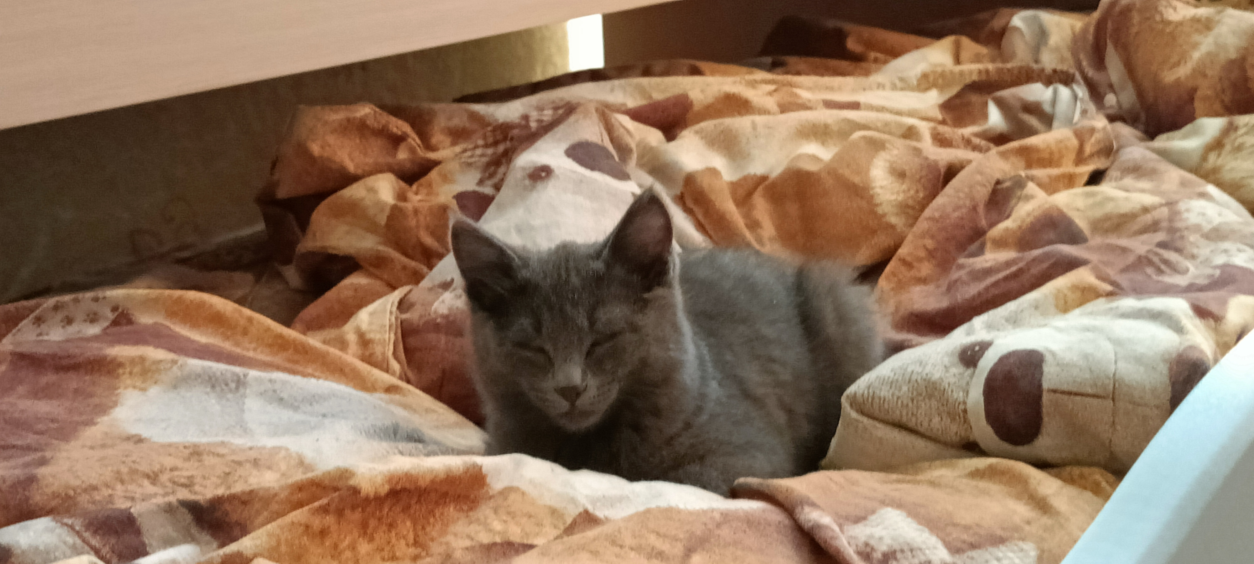 Misty Sleeping