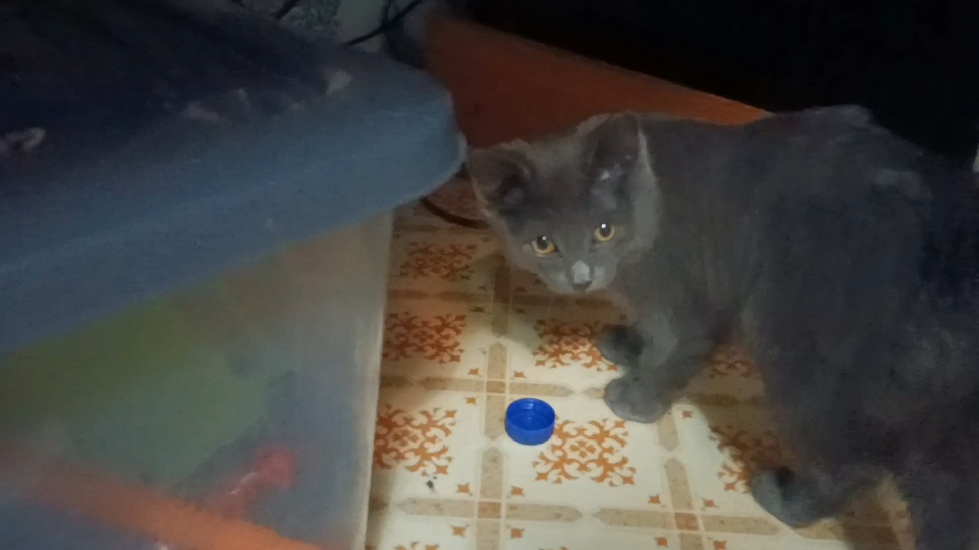 Misty Played With Bottle Cap